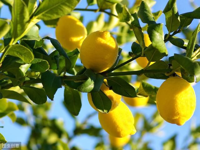  养护|盆栽柠檬不挂果或者果小？做好这几件事，果多又大汁又多