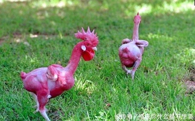 研究|以色列研究出不带毛的鸡,吃起来很方便,但有一个大缺陷!