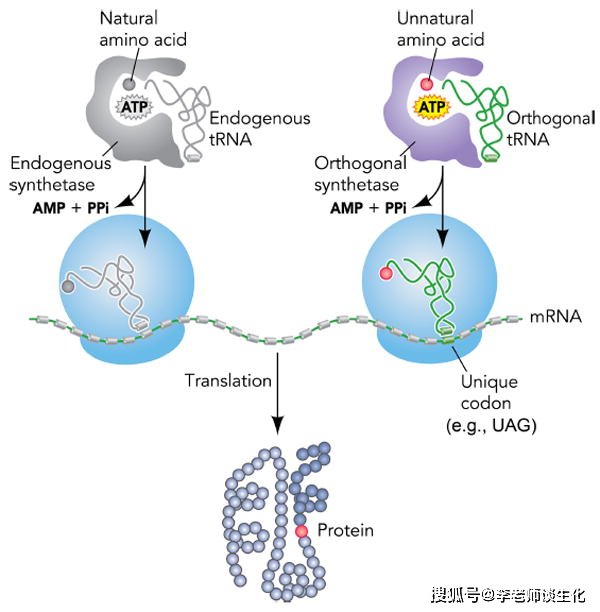 转运RNA与氨酰tRNA合成酶