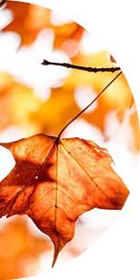  汉字|汉字娃娃｜图图姐姐带你了解汉字那些事儿—禾，秋