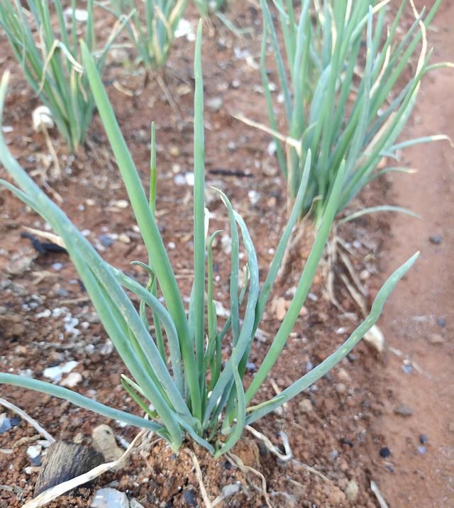  季节|农村种植小葱无需留种耕种，一次种植长期享用