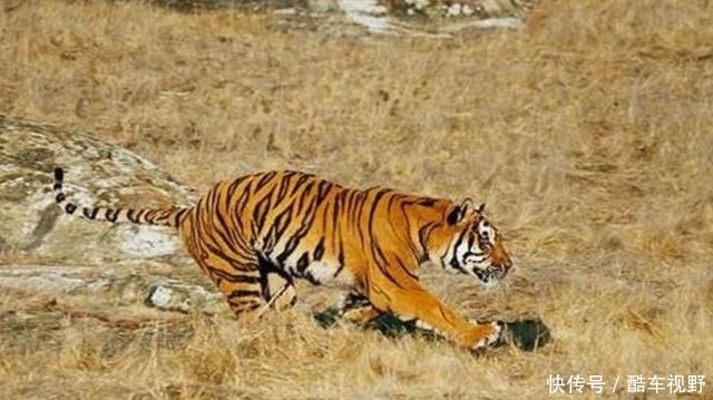 两国|食人虎:流窜两国吃了436人,猎人将其击杀后才发现吃人原因