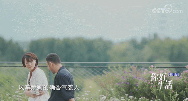  生活|这档被埋没的神仙综艺，值一个热搜！董卿插花比主持更美