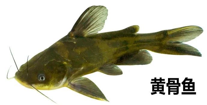  男子|男子险被截肢，凶手竟是一条鱼！只因忽视了这个细节……