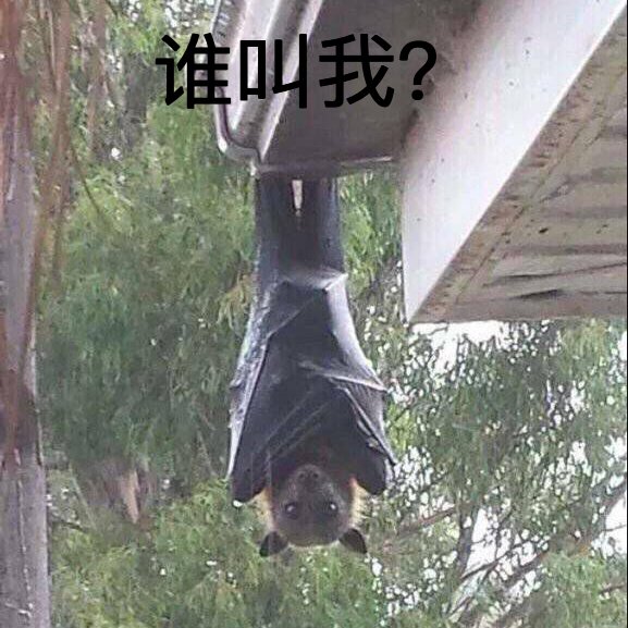  立刻|头皮发麻！自家纱窗上倒挂1只蝙蝠，业主吓得立刻......