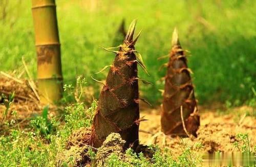 新鲜的竹笋|9月这菜便宜不稀罕，晒干了冬季烧肉，个个抢着吃，比肉还好吃