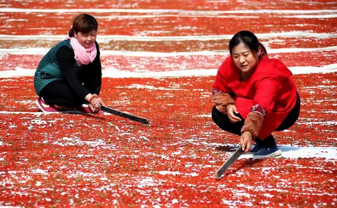 不知|枸杞保健作用大，泡水时，4点“谨慎”不可不知