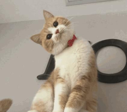 电话|这只猫通宵等主人电话,只为在摄像头里见一面,无数网友泪崩…