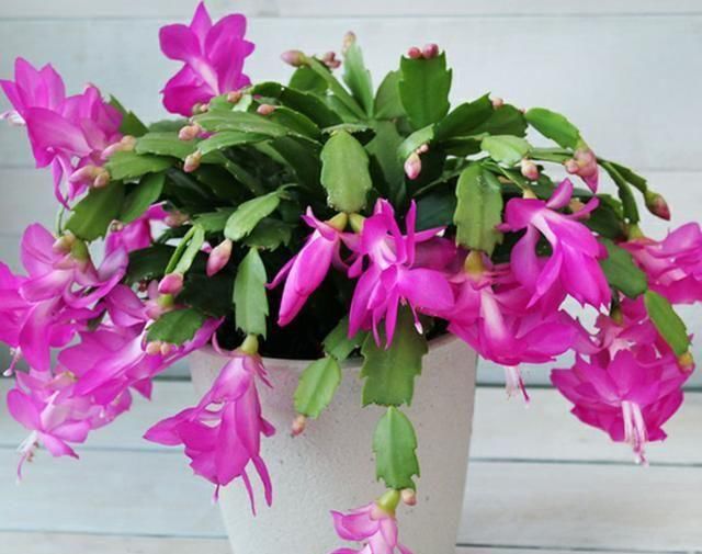  适合|最适合新手养的4种花，沾土就能活，颜值高寓意好，过年开的最旺