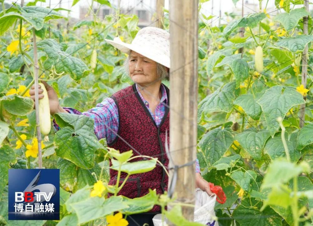 滋味|博白黄瓜皮、白粥，夏日酸爽好滋味！