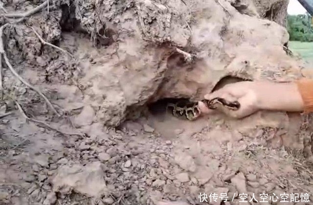 挖开|女子在地里劳作时发现一个洞，挖开后发现这好东西！