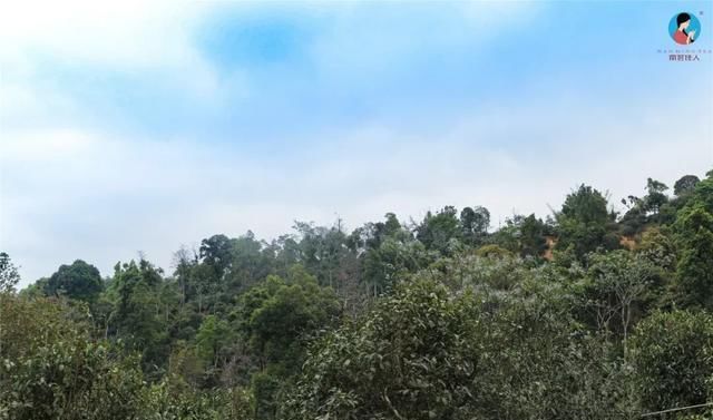 独特|快看！前方发现一座宝藏山头，神似“班章”，却有自己的独特之处