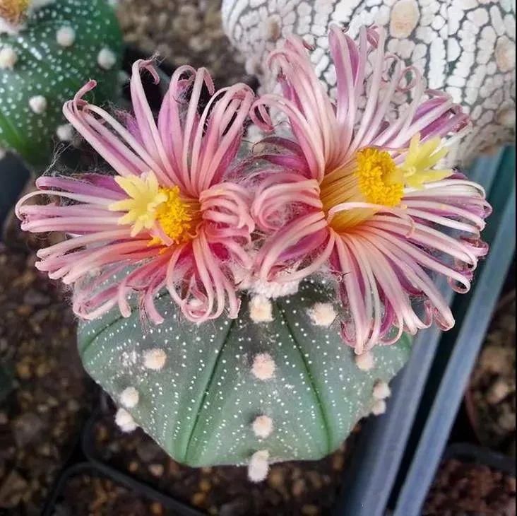  人养|每个人养肉人都应该学会鉴赏“兜”