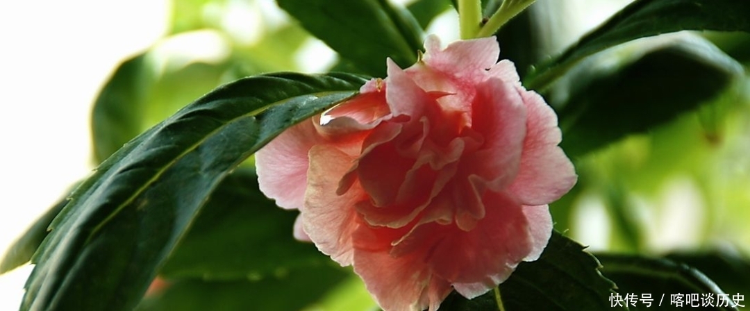 毛主席|指甲花你知道吗？曾受毛主席的赞美，一起来看诗词中的指甲花吧！