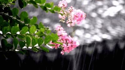  西部|雷阵雨中到大雨！降雨要来，强对流请防范