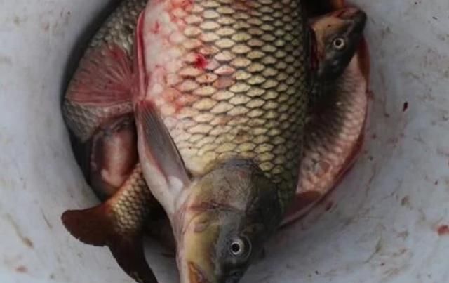 中国|中国“四大鱼”之一,现在几乎没有人吃,为什么人们不吃呢