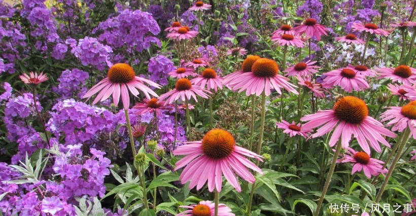 运势|8月开始事业顺利,吉星辅助,终成大器的四大生肖