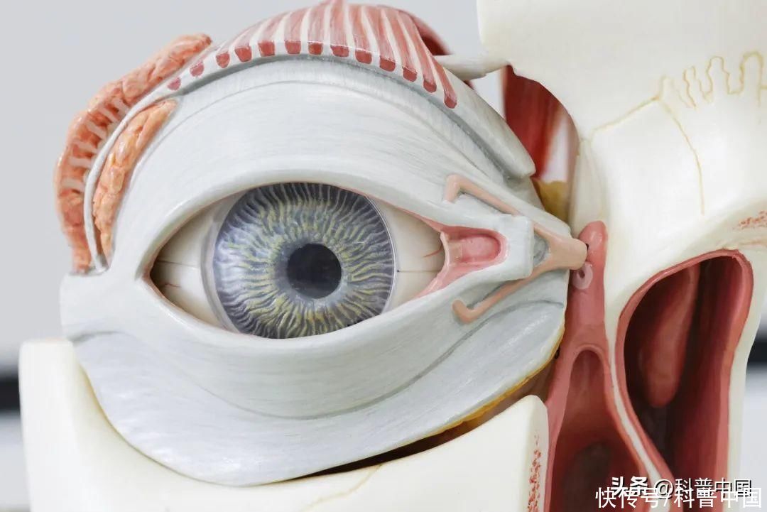 看绿色真能保护视力吗(看绿色真能保护视力吗？)