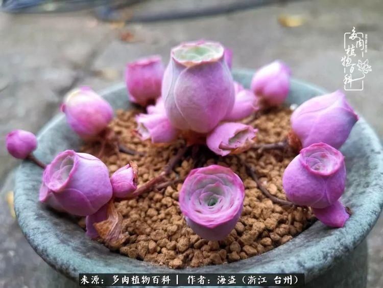  梅雨季|干货：高温高湿梅雨季，山地玫瑰养护提醒，帮你远离黑腐！