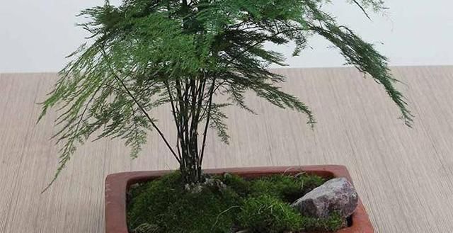 徒长|秋天了别忘记给花理发，这3种花更需要修剪，不然徒长后更丑