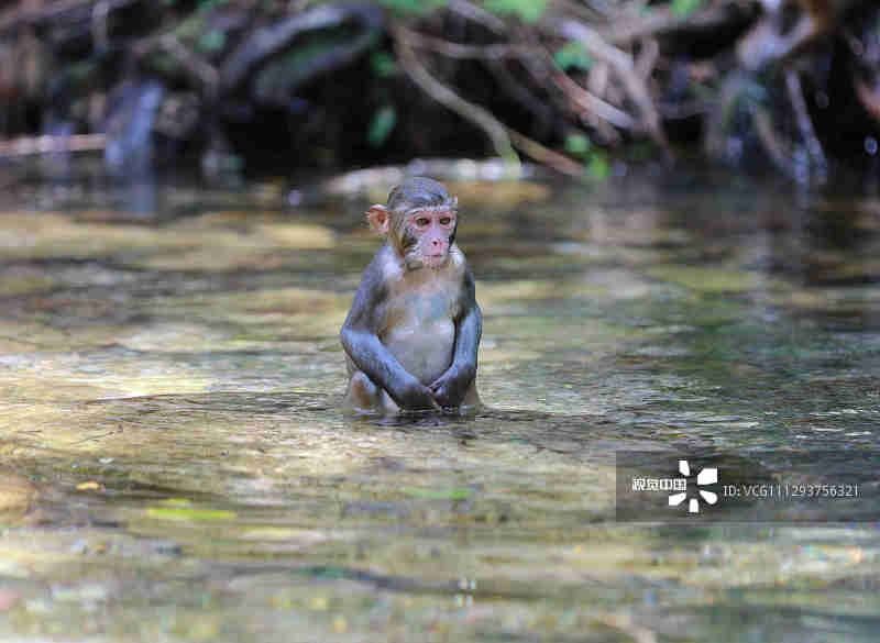 高温|张家界:高温持续 猕猴戏水觅清凉