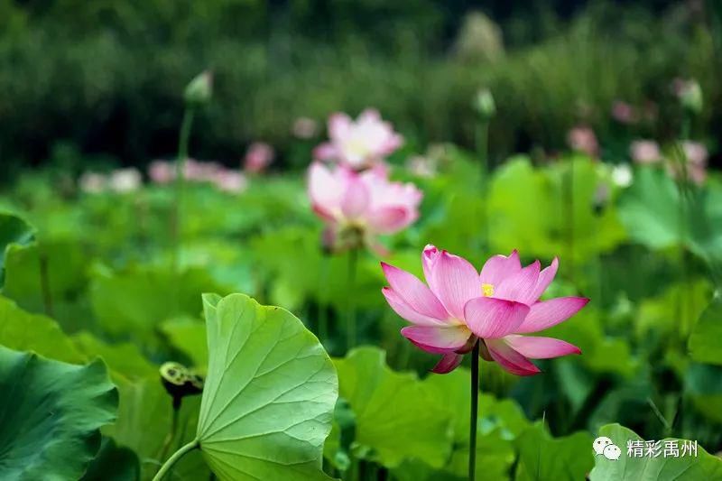  荷花|夏季网红打卡地：荷花已盛开，明早谁约？