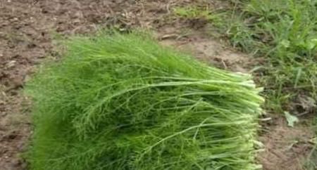 吃法|茴香苗的吃法，茴香苗最好吃的做法，没有之一