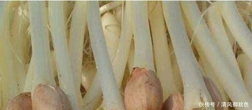  营养|花生能发芽吗？它营养丰富，味道鲜美，但不容易买到。
