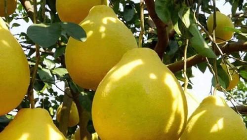 蛮力|还在用蛮力剥柚子?学会1招,轻松搞定柚子皮,简单快速没有白筋