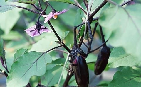 石勒|菜蔬不分贵贱,能吃就是好菜,看中国籍洋蔬菜有何古代来历