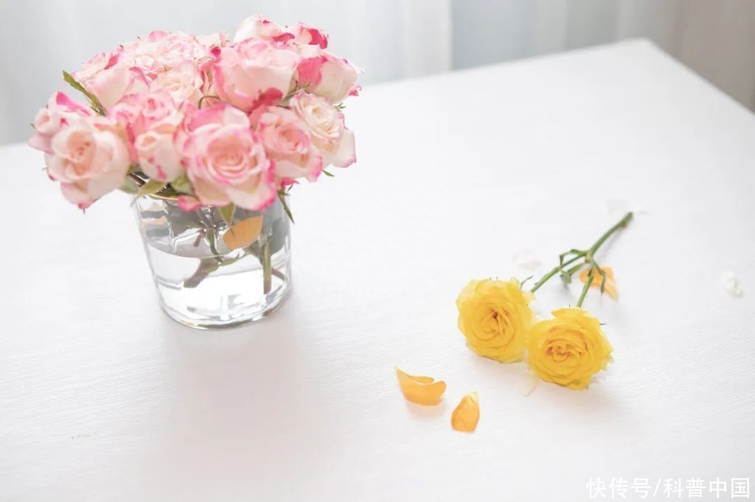 鲜切花买回家怎么让它历久弥新(鲜切花买回家，怎么让它“历久弥新”？)