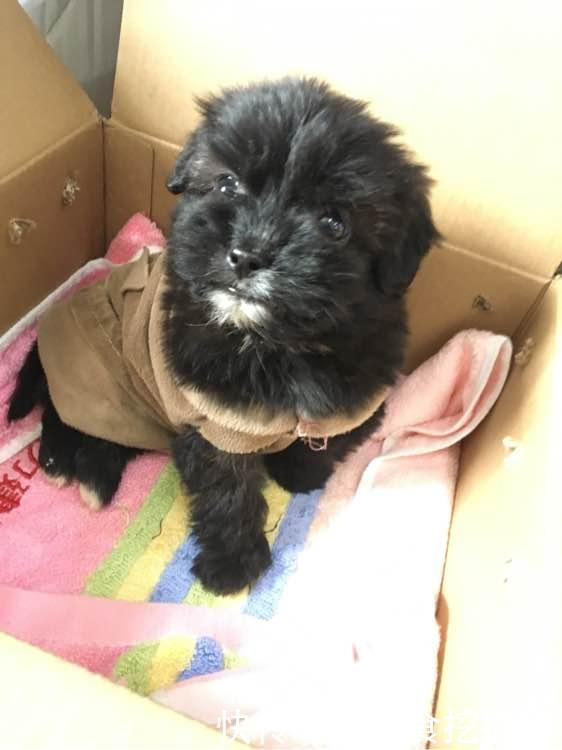 纸箱|流浪小奶狗刚满月就被丢出门外，小家伙冻坏了躲在纸箱里瑟瑟发抖