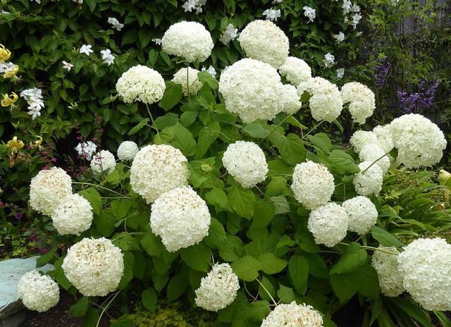  修剪|托尼老师教您修剪绣球花，记住简单两点，拿剪刀的手再也不抖啦