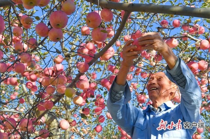  实施|甘肃推动实施“六大特色农业产业”精准脱贫追踪报道之四