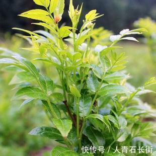  找到|增强孩子抵抗力的“天然水”被找到了，防病又固本，体质弱要多喝