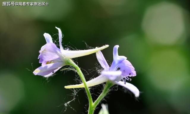 运气|1945年诞生的生肖属鸡人2022年运气算命查询：包含友情，事业，身段，恋爱运