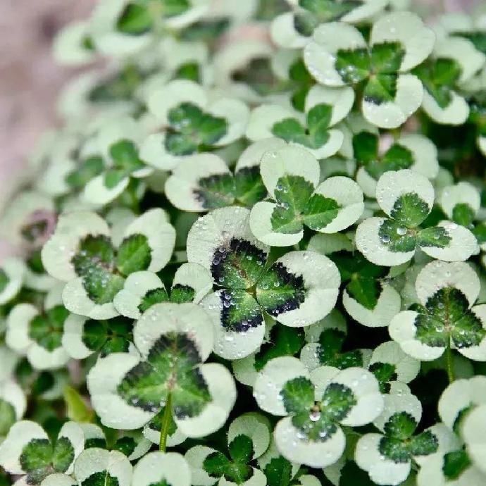 变异|这花被人工培育了，叶子变异后，可以这么美！