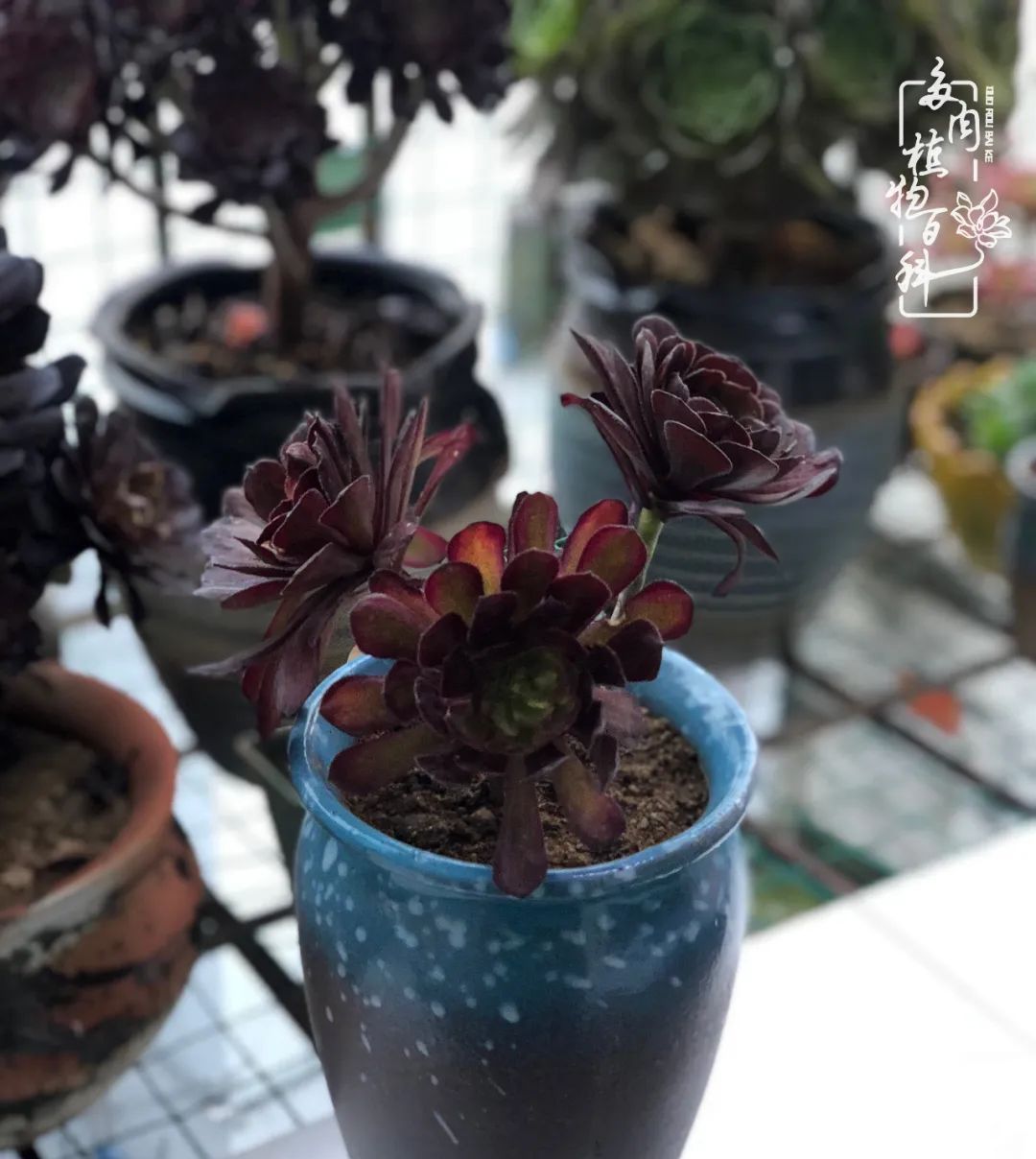  遇上|遇上多肉，遇上美好，情不知所起，一往而深！