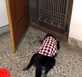  对主人|狗狗“睡觉”的八个秘密，说明你在它心目的重要位置