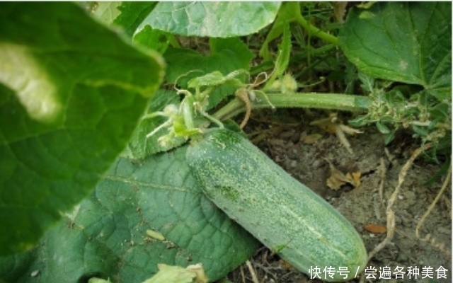 标准|带花黄瓜吃不得?弯直是判断黄瓜是否有害的标准?
