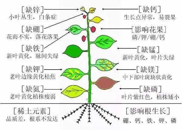  记得|空盆旧土不要扔，旧土改造再利用，记得收藏