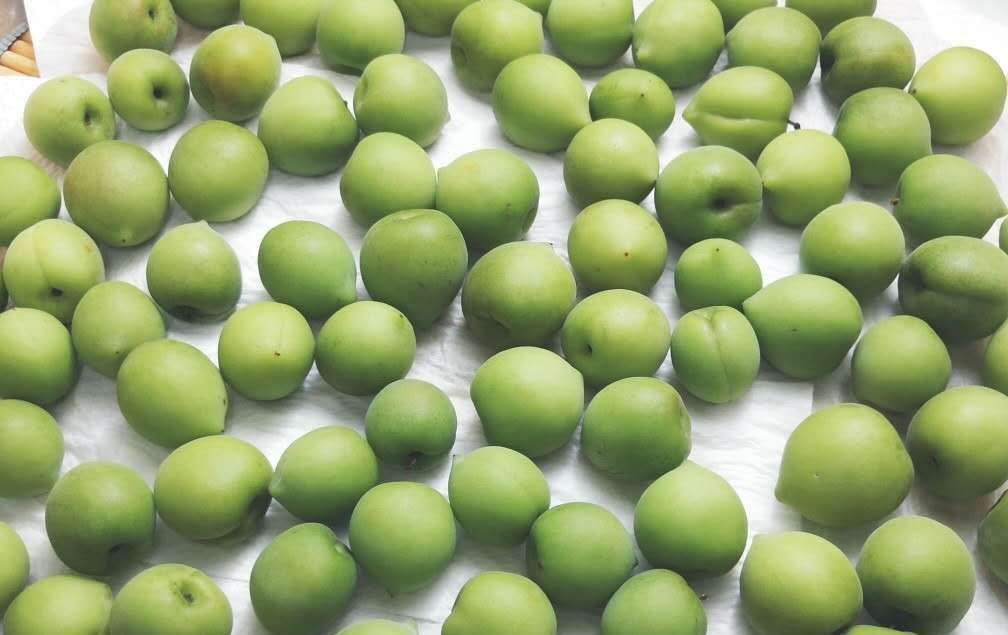  冰糖|家中必备小甜酒, 喝上一口惬意舒心, 高度青梅酒和梅子露的做法来咯