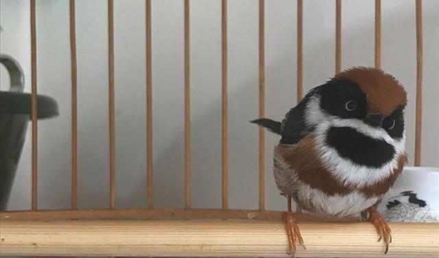  小熊猫|鸟界中的“国宝”！这样的小熊猫你见过吗？