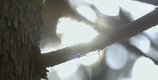 竟成|南韩口碑爆棚,“男神收割机”竟成实验对象?