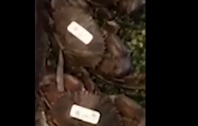 回应|网曝上海静安嘉里中心一饭店用死螃蟹掉包活螃蟹，涉事饭店回应了