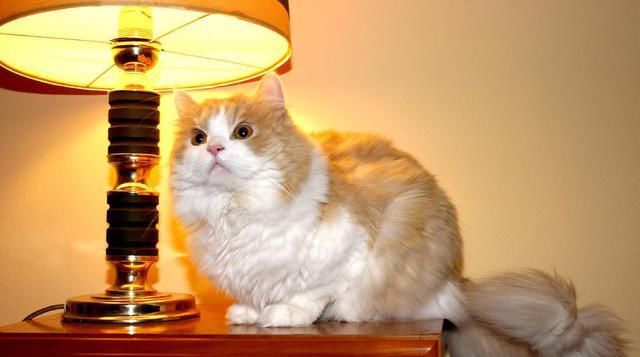  多变环境|多变的环境会让猫压力大