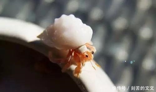 认出|海鲜大全, 你能认出多少