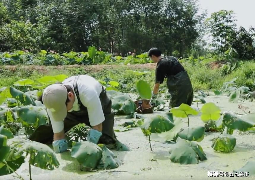 嘉宾|何炅带头挖未成熟的藕?《向往的生活》最后一块遮羞布被揭开!