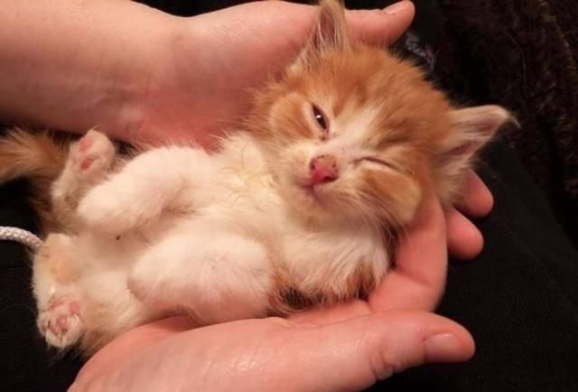  捡回|散养猫捡回三只小奶猫，主人都愣了：你不是已经绝育了吗