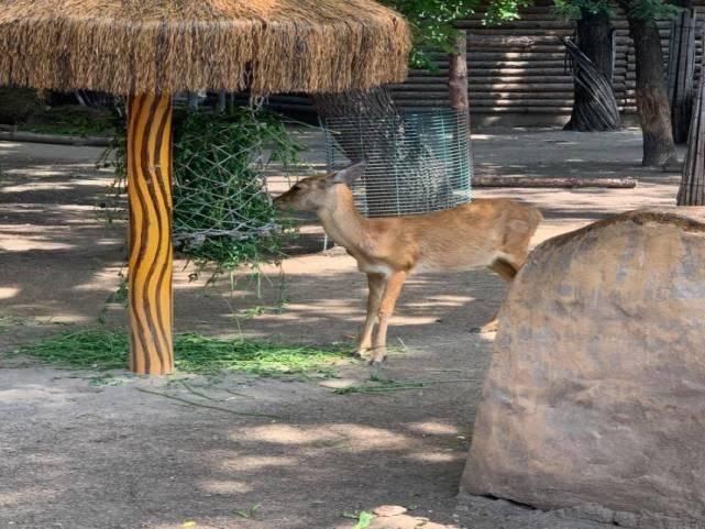 首发|拯救者电竞手机Pro测评:首发骁龙865+ 整体性能出色